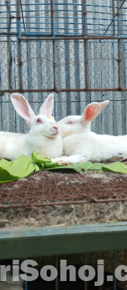 খরগোশ ( Rabbit )